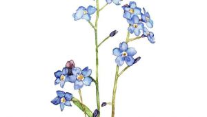 Drawings Of forget Me Not Flowers forget Me Not Painting Print From My by thecolorfulcatstudio