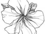 Drawings Of Gladiolus Flowers 26 Best Tattoos Images Gladiolus Flower Tattoos Flower Tattoo