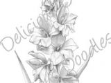 Drawings Of Gladiolus Flowers 35 Best Garden Gladiolus Tattoo Designs Images Flowers Gladiolus