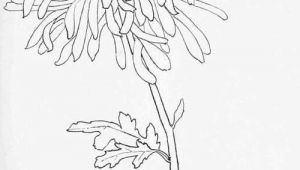 Drawings Of Japanese Flowers Chrysanthemum Engineer Print Artspiration Drawings Art