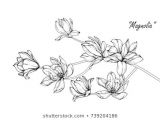 Drawings Of Jasmine Flower Flower Line Drawing Images Stock Photos Vectors Shutterstock