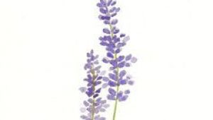 Drawings Of Lavender Flowers Simple Lavender Drawing Google Search Tattoo Ideas Tatto