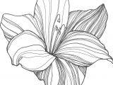 Drawings Of Lotus Flower Flower Drawings Google Search Art Pinterest Draw Flowers