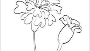 Drawings Of Marigold Flowers 53 Best Marigolds Images Marigold Flower Coloring Books Coloring