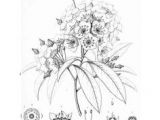 Drawings Of Mountain Flowers 46 Best Mountain Laurel Tattoo Images Laurel Tattoo Floral