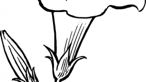 Drawings Of Multiple Flowers Black Outline Drawing Flower White Flowers Free Drawing