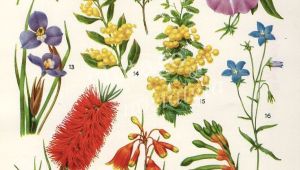 Drawings Of Native Flowers Australian Flora Drawings Google Search Garden Botanical