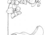 Drawings Of orchid Flower 22 Best orchid Drawing Images Paint Cherry Tree Sketches