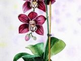 Drawings Of orchid Flower Love the Layout Drawing Sketchs Painting Art orchids Painting