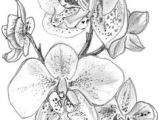Drawings Of orchid Flower orchid Sketch Pin Art Tattoos Drawings orchid Tattoo