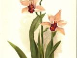Drawings Of orchid Flower Sander S Cymbidium orchid 1905 Henry Moon Botanical Flower Print
