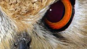 Drawings Of Owl Eyes 14 Best Owl Eyes Images Owls Eyes Barn Owls