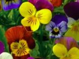 Drawings Of Pansy Flowers 1097 Best Pansies Images In 2019 Painted Flowers Painting On