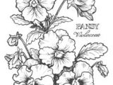 Drawings Of Pansy Flowers 1412 Nejlepa A Ch Obrazka Z Nasta Nky Flower Drawings Drawings