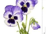 Drawings Of Pansy Flowers 257 Best Pansy Faces Images In 2019 Beautiful Flowers Violets