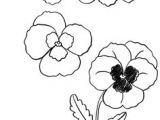 Drawings Of Pansy Flowers 8 Best Pansies Images Paintings Drawings Flower Designs