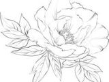 Drawings Of Peonies Flowers 133 Best Peony Drawing Images In 2019 Beautiful Flowers Planting