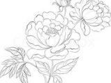Drawings Of Peonies Flowers 133 Best Peony Drawing Images In 2019 Beautiful Flowers Planting