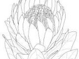 Drawings Of Protea Flowers 108 Best Proteas Images Protea Art Art Flowers Artificial Flowers
