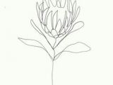Drawings Of Protea Flowers 405 Best Protea Images In 2019 Protea Art King Protea Protea Flower