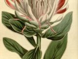 Drawings Of Protea Flowers 57 Best Botanical Protea Images Botanical Drawings Botanical