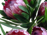 Drawings Of Protea Flowers Proteas Always Draw the Eye Shop these Statement Flowers Protea