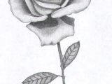 Drawings Of Realistic Roses Rose Sketch Roses In 2019 Drawings Art Drawings Rose Sketch
