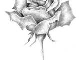 Drawings Of Single Roses 41 Best Black and White Roses Images