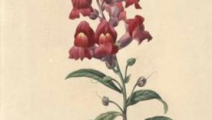 Drawings Of Snapdragons 56 Best Snapdragon Images Botany Antique Pictures Antirrhinum