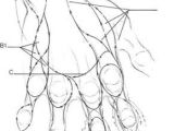 Drawings Of the Hands Drawing Hand andrew Loomis Anatomy In 2019 Pinterest Drawings