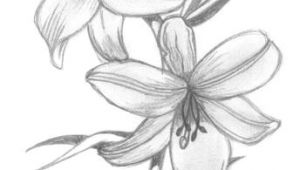 Drawings Of Tiger Lilies Flowers Lily Flowers Drawings Flowers Madonna Lily by Syris Darkness