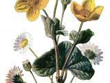 Drawings Of Vintage Flowers Marigold Clip Art Vintage Flower Illustration Yellow Flower