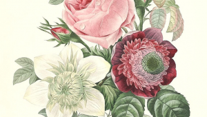 Drawings Of Vintage Flowers Rose Anemone Clematide Art Vintage Botanical Prints Botanical