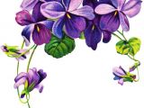 Drawings Of Violets Flowers 16 Best Violet Flower Tattoos Images Violet Flower Tattoos Violet