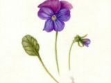 Drawings Of Violets Flowers 50 Best Violet Tattoo Images Violet Tattoo Violets Violet Flower