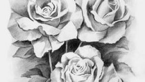 Drawings Of White Roses 172 Best Black and White Flowers Images Drawing Flowers Flower