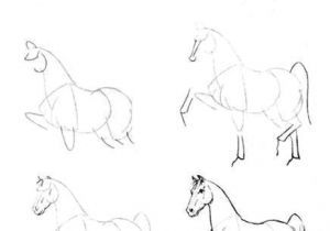 Easy Drawing Jackal How to Draw A Horse Painting Drawings Horse Drawings Art Drawings