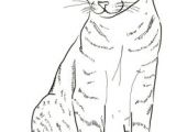 Easy Drawing Of A Cat S Face How to Draw Cat Step 5 Drawing In 2019 Drawings Cat Drawing Cats