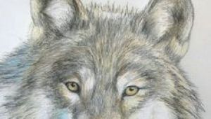 Easy Drawing Of A Gray Wolf 109 Best Wolf Images Wolf Drawings Art Drawings Draw Animals