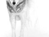 Easy Drawing Of A Wolf Face 180 Best Wolf Drawings Images Drawing Techniques Drawing