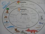 Easy Drawing Of Ecosystem Ecosystem Community and Population Concentric Circle Map Would