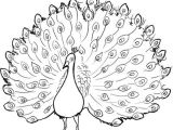 Easy Drawing Of Peacock Drawing A Dancing Peacock Kalaalog Fingerprint Momentos