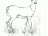 Easy Drawings About Nature Pencil Easy Animal Sketch Drawing Drawing Drawings Pencil