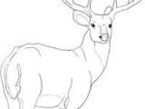 Easy Drawings Deer 128 Best Appliques Images Backgrounds Background Images Easy