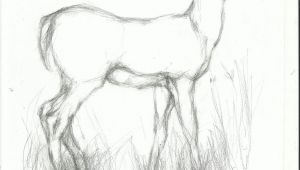 Easy Drawings Deer Pencil Easy Animal Sketch Drawing Drawing Drawings Pencil