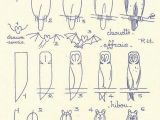 Easy Drawings Instructions Les Animaux 13 Vintage Pinterest Hobby