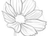 Easy Drawings Of Flowers In Pencil 361 Best Drawing Flowers Images Drawings Drawing Techniques