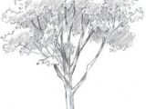 Easy Drawings Of Trees 156 Best Drawing Trees Images In 2019 Drawing Trees Tree Drawings