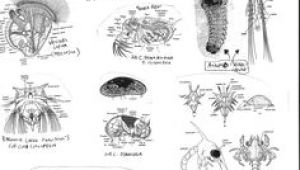 Easy Drawings Of Zooplankton 64 Best Zooplankton Images Ocean Life Microorganisms Marine Biology
