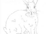 Easy Drawings Rabbit 448 Best Drawing Images In 2019 Draw Animals Easy Drawings